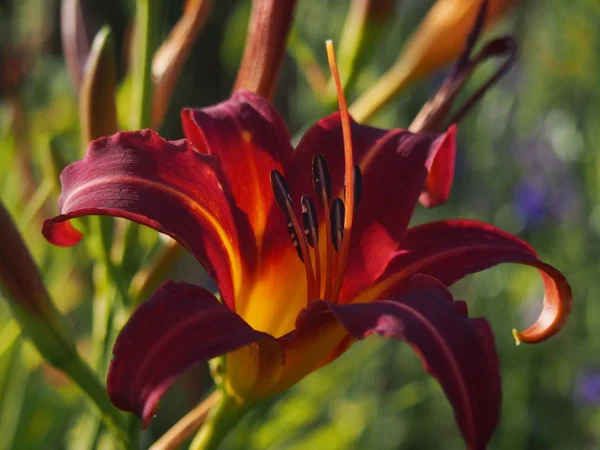 庭で美しい香りのよい赤いライラックの花 — ストック写真