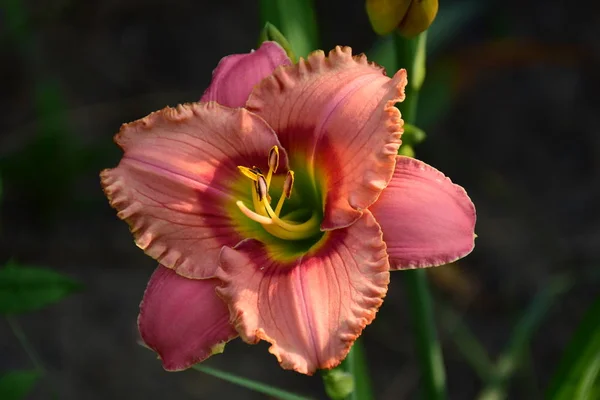庭で美しい香りのよいサーモンのユリの花 — ストック写真