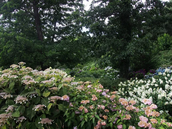 Hydrangea Bushes Arboretum — Stock Photo, Image