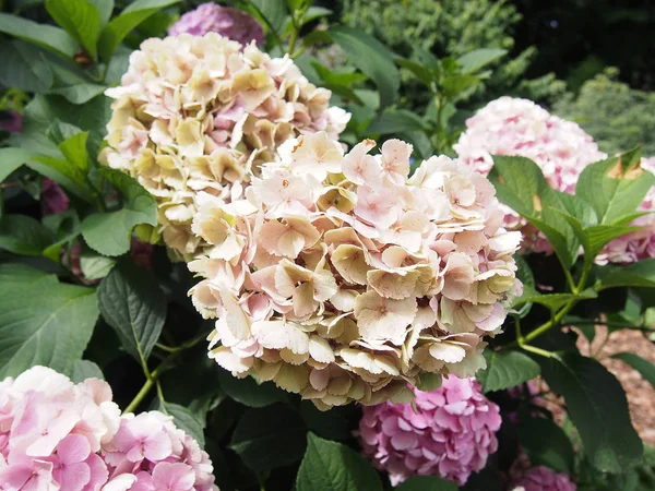クリーム色で庭のアジサイの花 — ストック写真