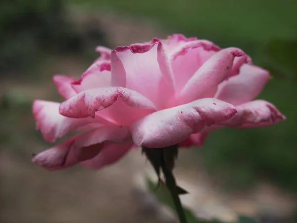 美しい咲くピンクのバラの罫線 — ストック写真