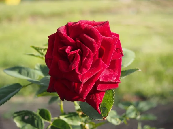 Hermosa Rosa Roja Floreciente Jardín — Foto de Stock