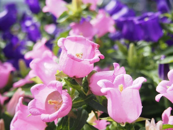 Violet Pink Garden Bell Flowers Garden — Stock Photo, Image