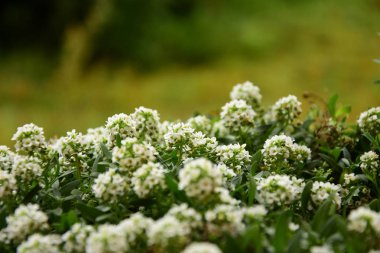 O bir sinek için bahçede, bir makro fotoğraf yendi.