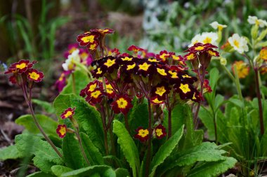 Campanula'lar ev bahçesinde, makro çekim, indirim.
