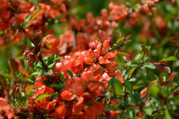 Bush Orange Flowered Quince Home Garden Macro Shot — Stock Photo, Image