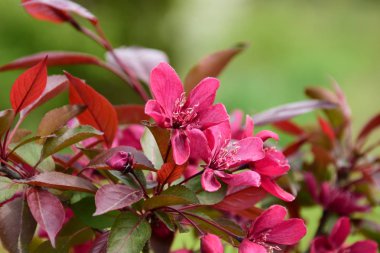 Süs elma ağacı, cennet elması kırmızı çiçekler.
