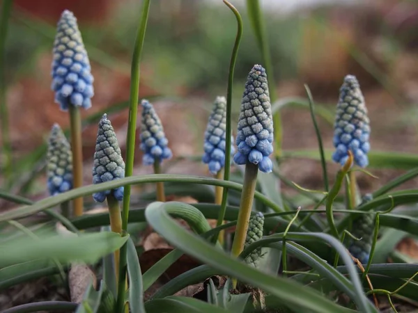 Jacinto Uva Azul Jardín — Foto de Stock