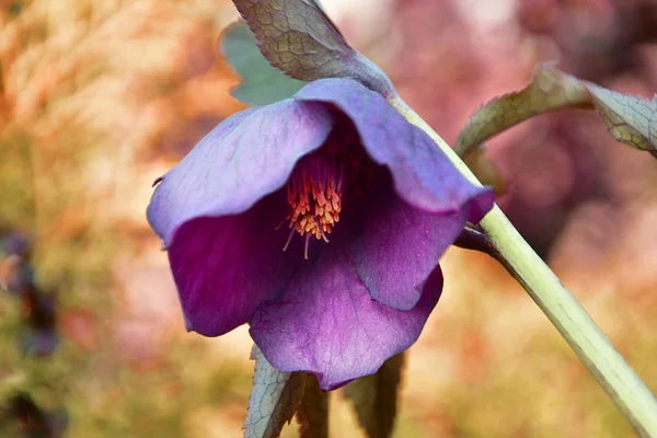 Bakgrund Med Blommande Blommor För Sommar Rabatter Hem Trädgården — Stockfoto