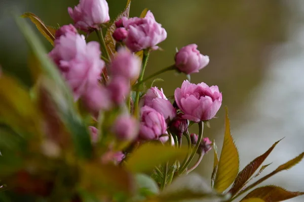 Cerezo Japonés Floreciente Jardín —  Fotos de Stock