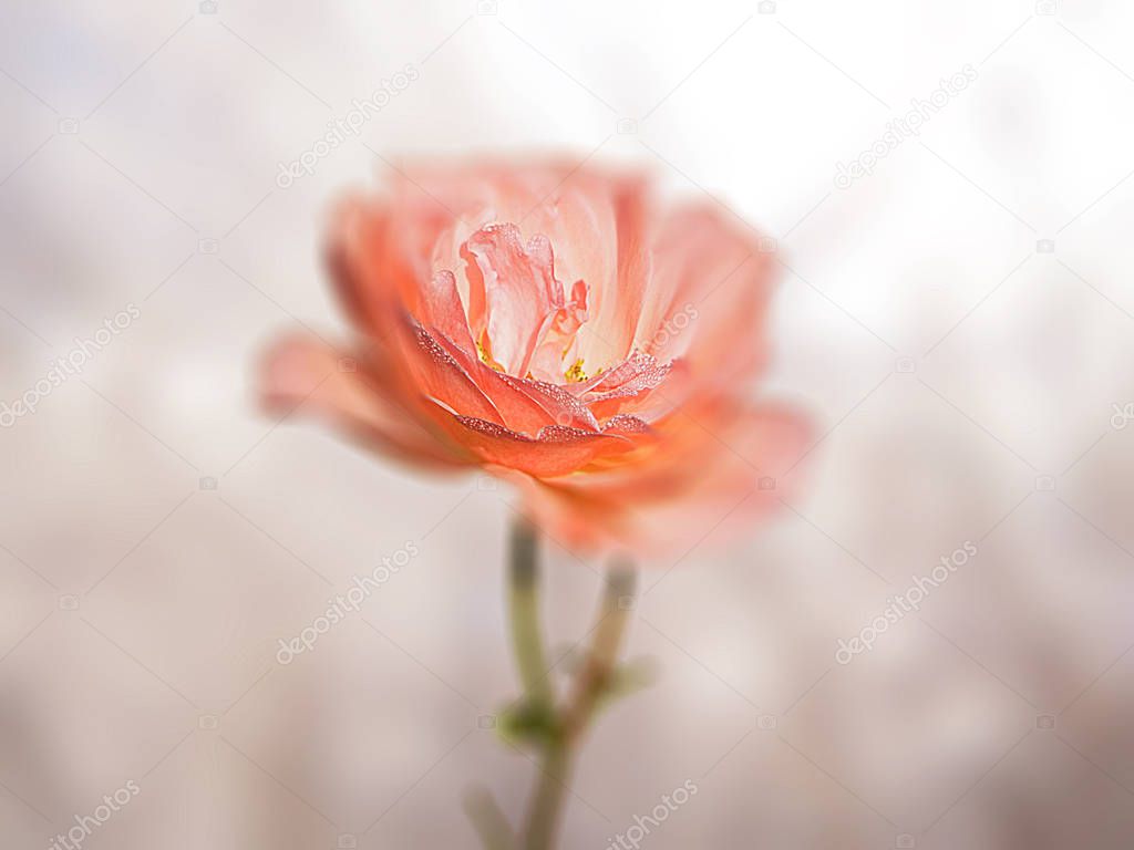 Delicate orange rose on a pastel light background.