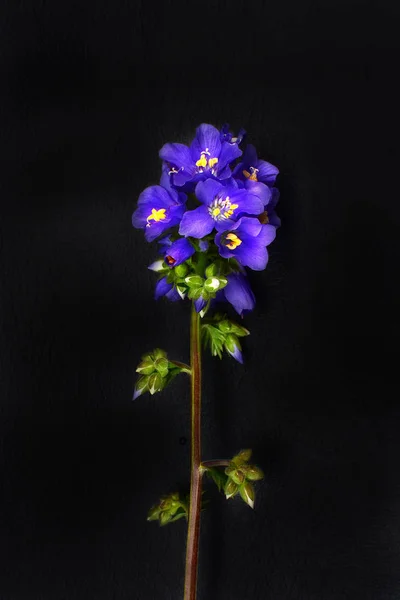 Uma Planta Jardim Fundo Preto — Fotografia de Stock