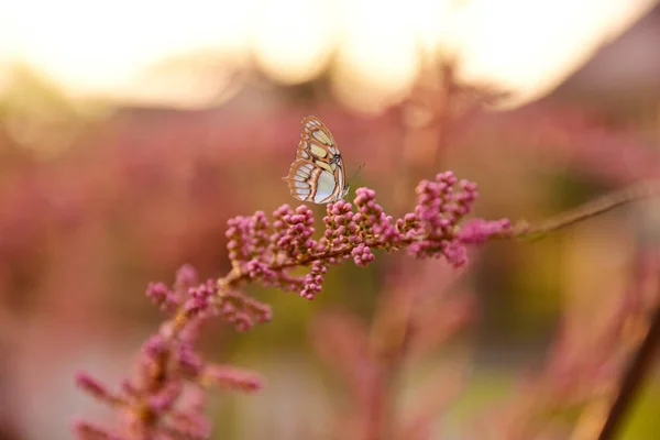 Butterfly Tamarisk Twig — Stock Photo, Image