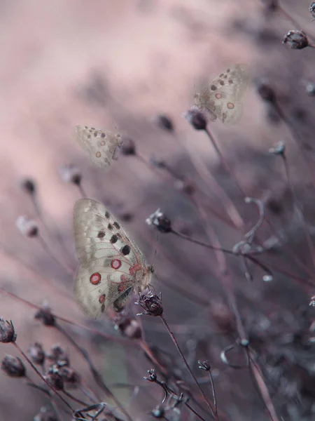 Perhoset Pastellitaustalla — kuvapankkivalokuva