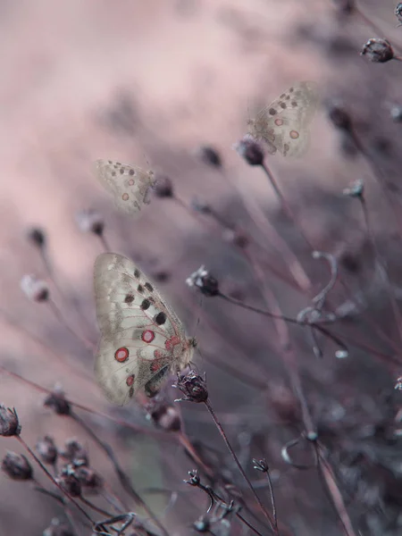 Papillons Sur Fond Pastel — Photo