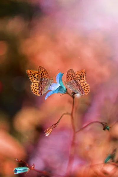 Mariposas Sobre Fondo Colorido Día Verano — Foto de Stock
