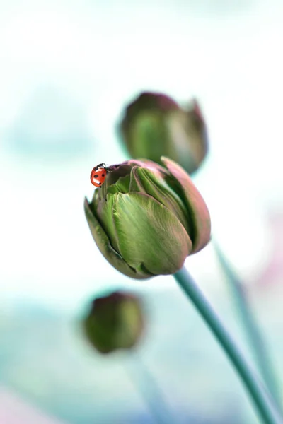 Röd Ladybird Med Svarta Prickar Tulpan Pastellfärger — Stockfoto