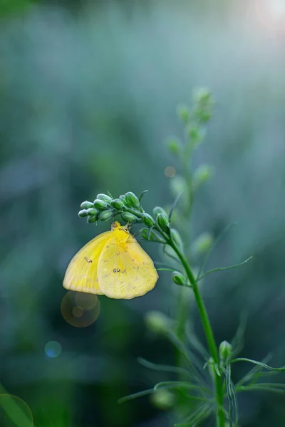 Yellow Butterfly Blue Background — Stock Photo, Image