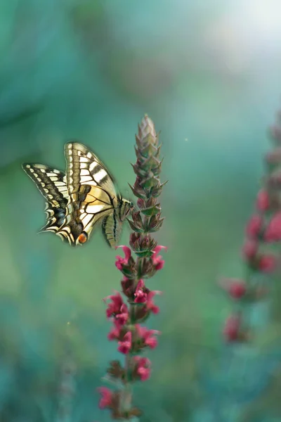 Бабочка Цветном Фоне Саду — стоковое фото