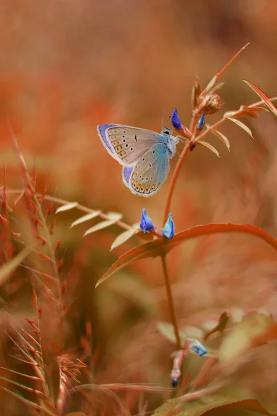 Papillon Sur Fond Pastel — Photo