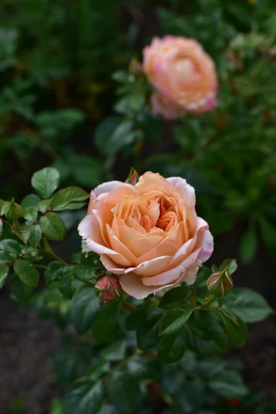 Colorido Arreglo Floral Jardín Casero — Foto de Stock