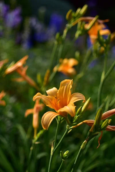การจ ดดอกไม นในสวนบ — ภาพถ่ายสต็อก
