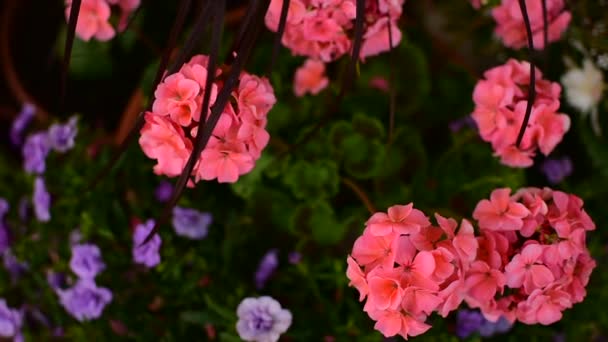 Sommerdekoration Mit Pelargonien Und Federgras Auf Der Terrasse Und Dem — Stockvideo