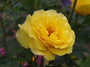 Bahçede güzel çiçek açan sarı bir gül.