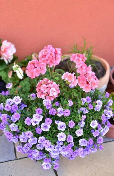 Rose geranium, purple petunias in a ceramic pot, terrace decoration.