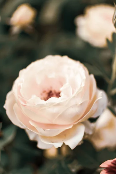 Beautiful Blooming Cream Rose Dark Background — Stock Photo, Image
