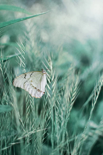 Borboleta Branca Entre Grama Verde Entardecer — Fotografia de Stock