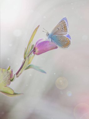 Bir yaz sabahı, bahçedeki bitkilerin üzerinde pastel tonlarda narin bir kelebek resmi..