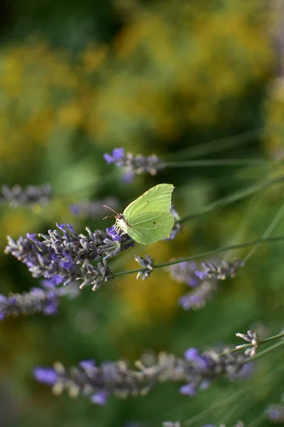 Image Delicate Butterfly Summer Morning Plants Garden Pastel Tones — Stock Photo, Image