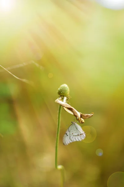 Imagem Uma Delicada Borboleta Uma Manhã Verão Plantas Jardim Tons — Fotografia de Stock