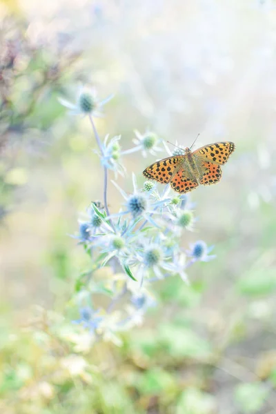 Image Delicate Butterfly Summer Morning Plants Garden Pastel Tones — Stock Photo, Image