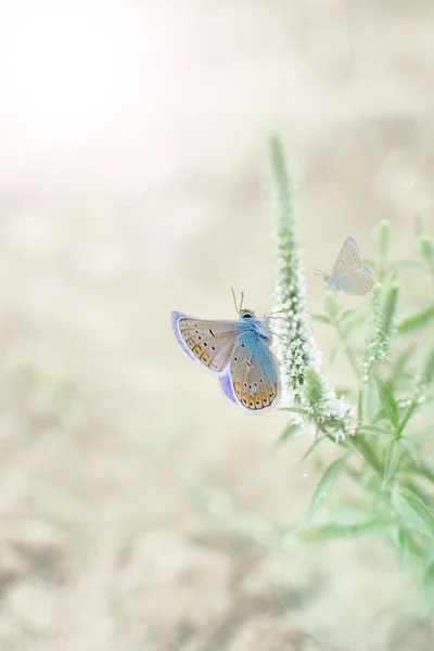 Image Délicat Papillon Matin Été Sur Des Plantes Dans Jardin — Photo