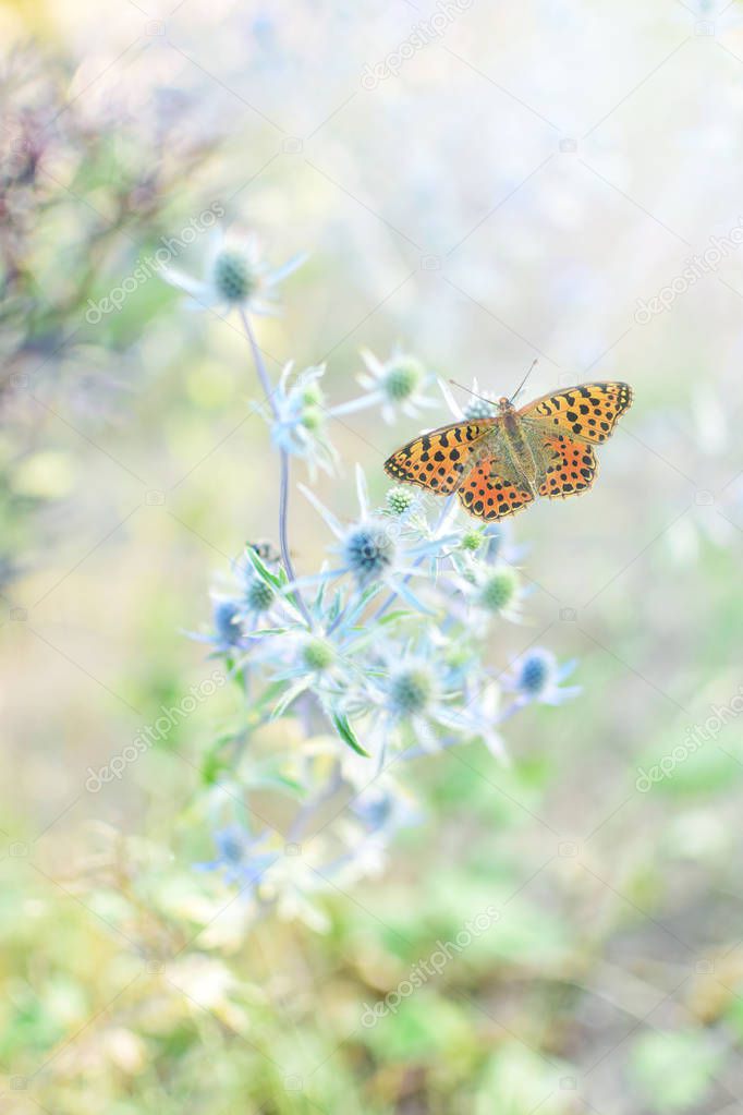 Image of a delicate butterfly on a summer morning on plants in the garden in pastel tones.
