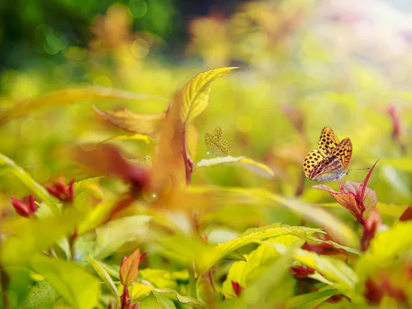 Butterflies Garden Warm Yellow Orange Applause — Stock Photo, Image