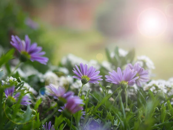 Garden Spring Flowers Morning Spring Light — ストック写真