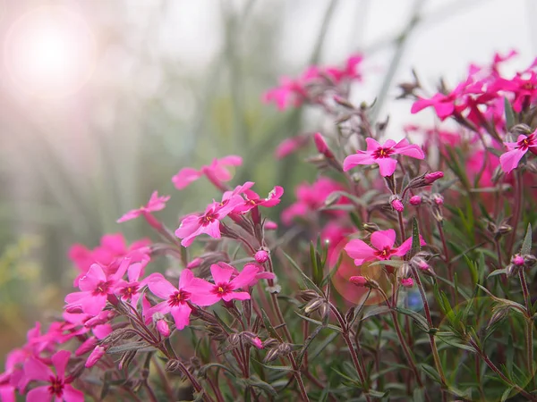 春の光の中でピンク色の庭 春の花 — ストック写真