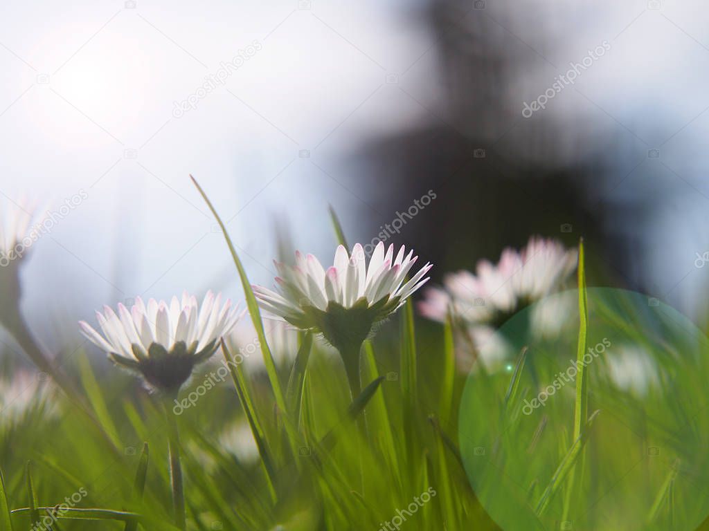 Garden, white daisies in the grass in the morning spring light.