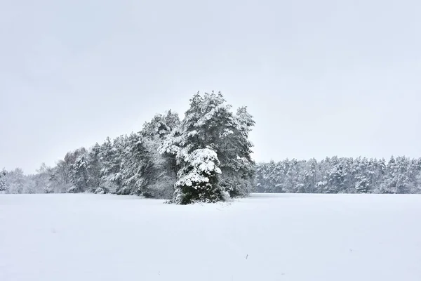 Hermoso Paisaje Invierno Nieve Húmeda Blanca Fría Que Envuelve Bosque — Foto de Stock