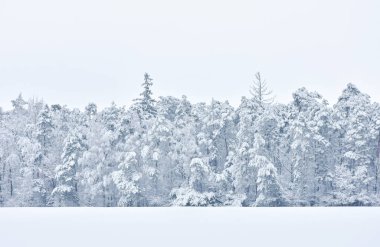 Güzel kış manzarası, ormanı saran beyaz, soğuk, ıslak kar..