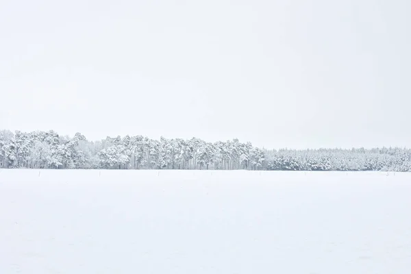 Krásná Zimní Krajina Bílý Studený Mokrý Sníh Obklopující Les — Stock fotografie
