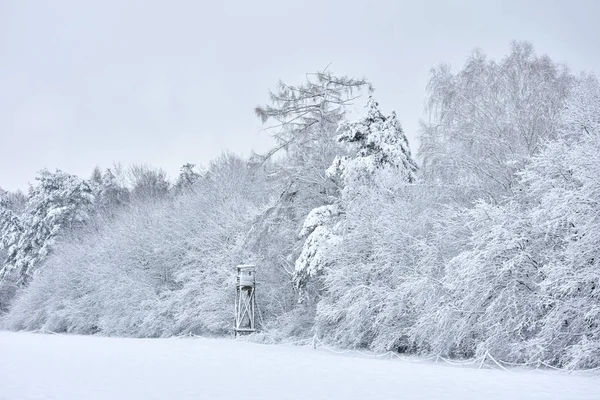 Beautiful winter landscape, white, cold wet snow enveloping the forest.