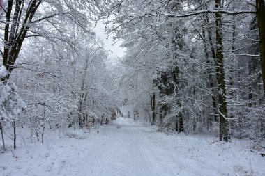 Güzel kış manzarası, ormanı saran beyaz, soğuk, ıslak kar..
