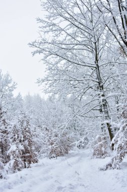 Güzel kış manzarası, ormanı saran beyaz, soğuk, ıslak kar..