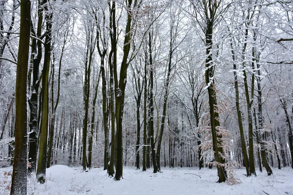 Красивий Зимовий Пейзаж Білий Холодний Мокрий Сніг Оточує Ліс — стокове фото