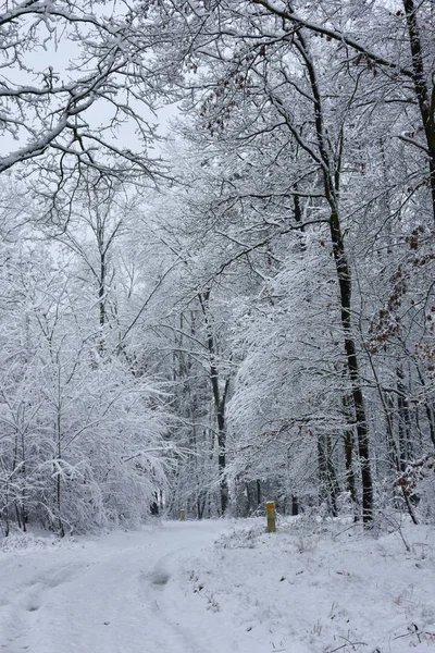 Beautiful winter landscape, white, cold wet snow enveloping the forest.