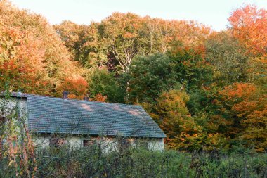 Güzel sonbahar renklerinde orman, günbatımında ağaçların üzerinde kırmızı, sarı yapraklar.